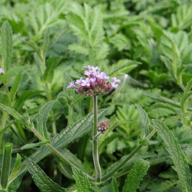 Verveine de Buenos-Aires Lollipop® à fleurs Violette/ - feuillage Caduc - Godet - 5/20 cm - Imagen 1