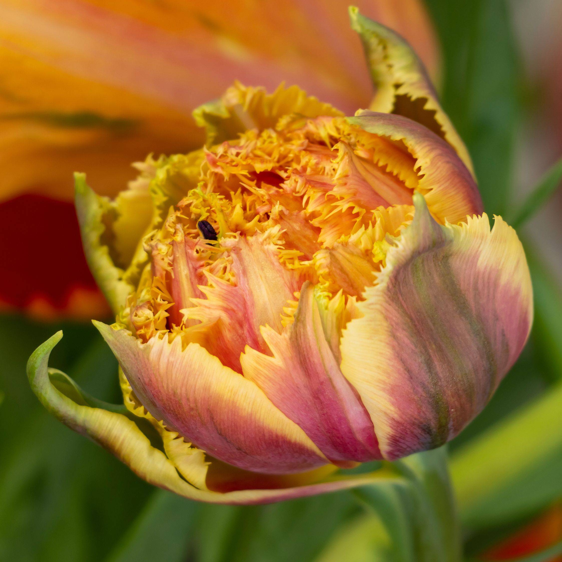 Plant In A Box - Tulipe - Set de 20 - Tulipa 'Brisbane' - Bulbes à fleurs - Rose - Image 4