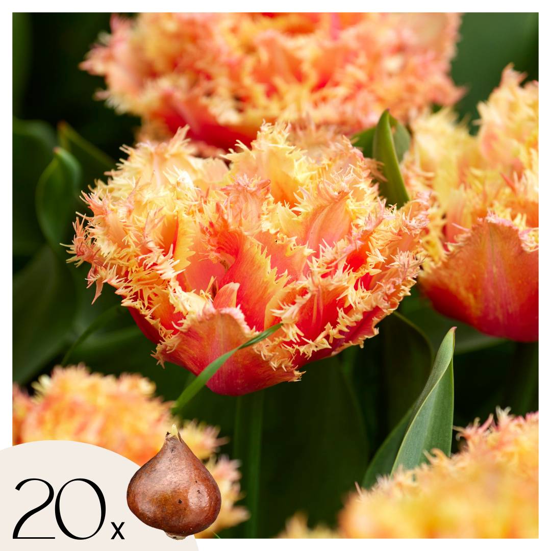 Plant In A Box - Tulipe - Set de 20 - Tulipa 'Brisbane' - Bulbes à fleurs - Rose - Image 1