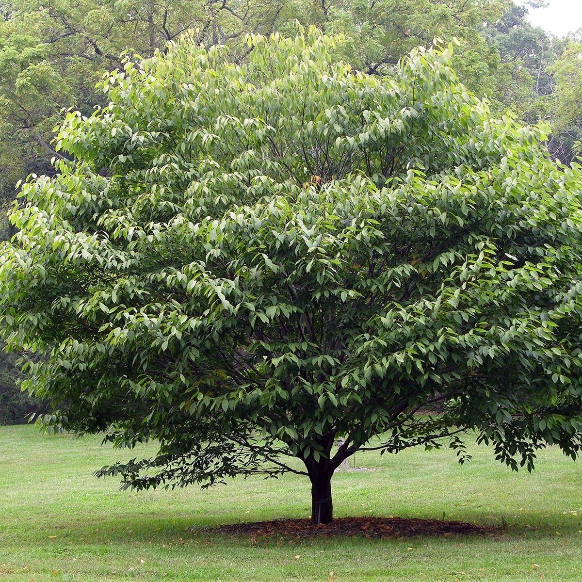 Erable à feuilles de charme - Acer carpinifolium Pot de 7,5L/10L, Baliveau - Image 1