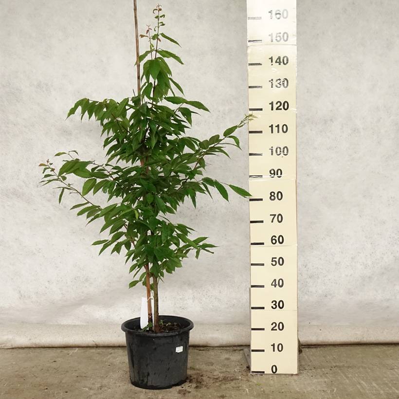 Erable à feuilles de charme - Acer carpinifolium Pot de 7,5L/10L, Baliveau - Image 2