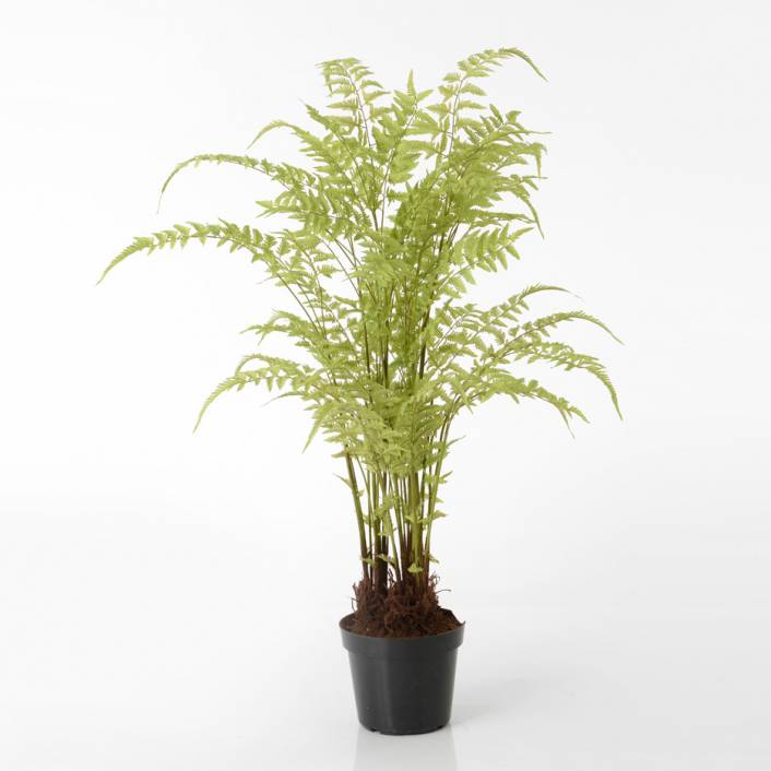 Fougère arborescente 150 cm