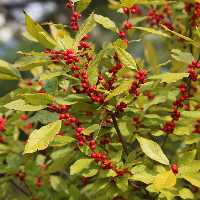Houx verticillé femelle Oosterwijk - Ilex verticillata Pot de 4L/5L ...