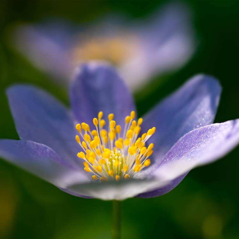 Promesse de Fleurs - Anemone nemorosa Royal Blue - Anémone des bois Bulbe calibre I (par 3)