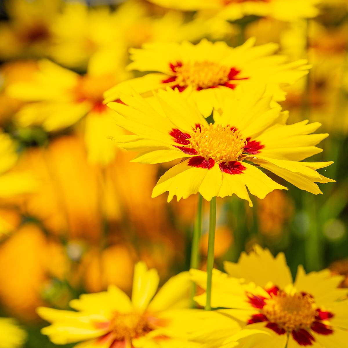 Promesse de Fleurs - Coreopsis Tequila Sunrise Godet de 8/9 cm