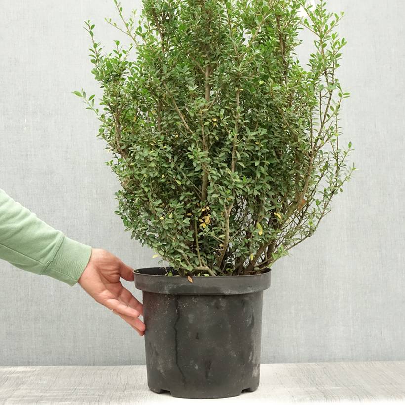 Houx crénelé - Ilex crenata Green Hedge Pot de 7,5L/10L - Image 2