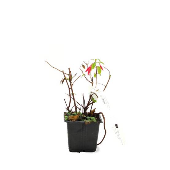Fuchsia 'Bernisser Hardy' (Fuchsia 'Bernisser Hardy') - Godet - Taille 13/25cm - Pépinières Naudet - Image 2