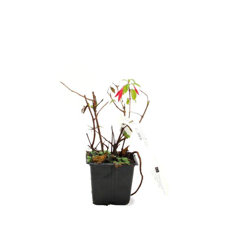 Fuchsia 'Bernisser Hardy' (Fuchsia 'Bernisser Hardy') - Godet - Taille 13/25cm - Pépinières Naudet - Imagen 2