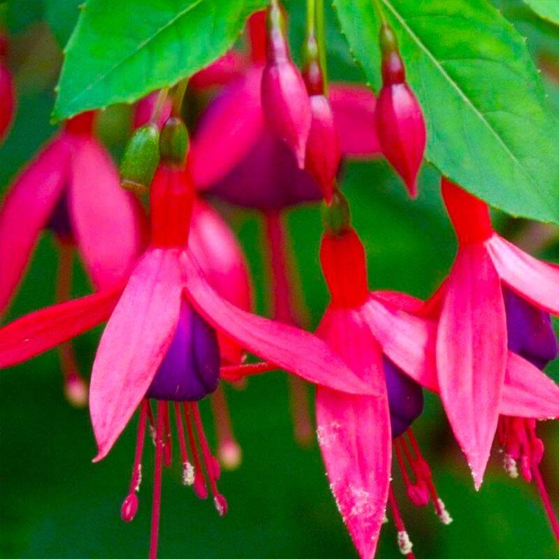 Fuchsia 'Bernisser Hardy' (Fuchsia 'Bernisser Hardy') - Godet - Taille 13/25cm - Pépinières Naudet