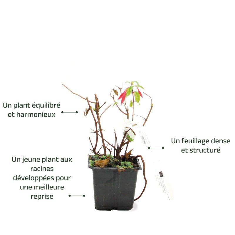 Fuchsia 'Bernisser Hardy' (Fuchsia 'Bernisser Hardy') - Godet - Taille 13/25cm - Pépinières Naudet - Imagen 3