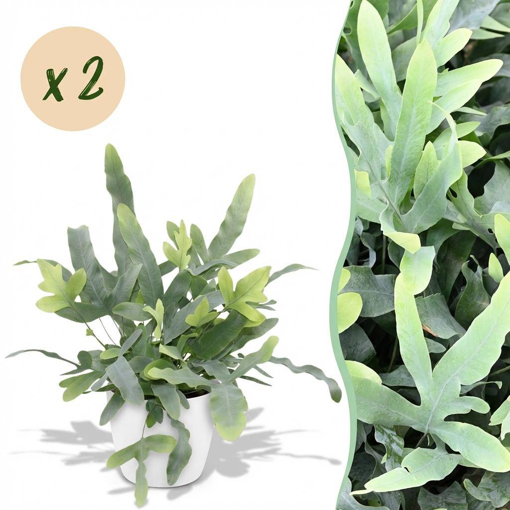 Phlebodium Aureum Bleu Star - H30cm