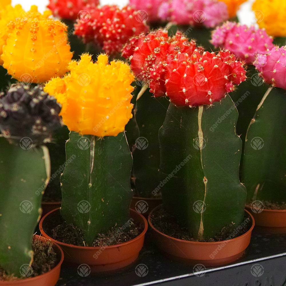 Gardenersdream - Assortiment Cactus Disco Plante D'Intérieur Pour Maison / Bureau Parfaite Pour Cadeau D'Invité De Mariage (Lot De 5) - GardenersDream - Imagen 3