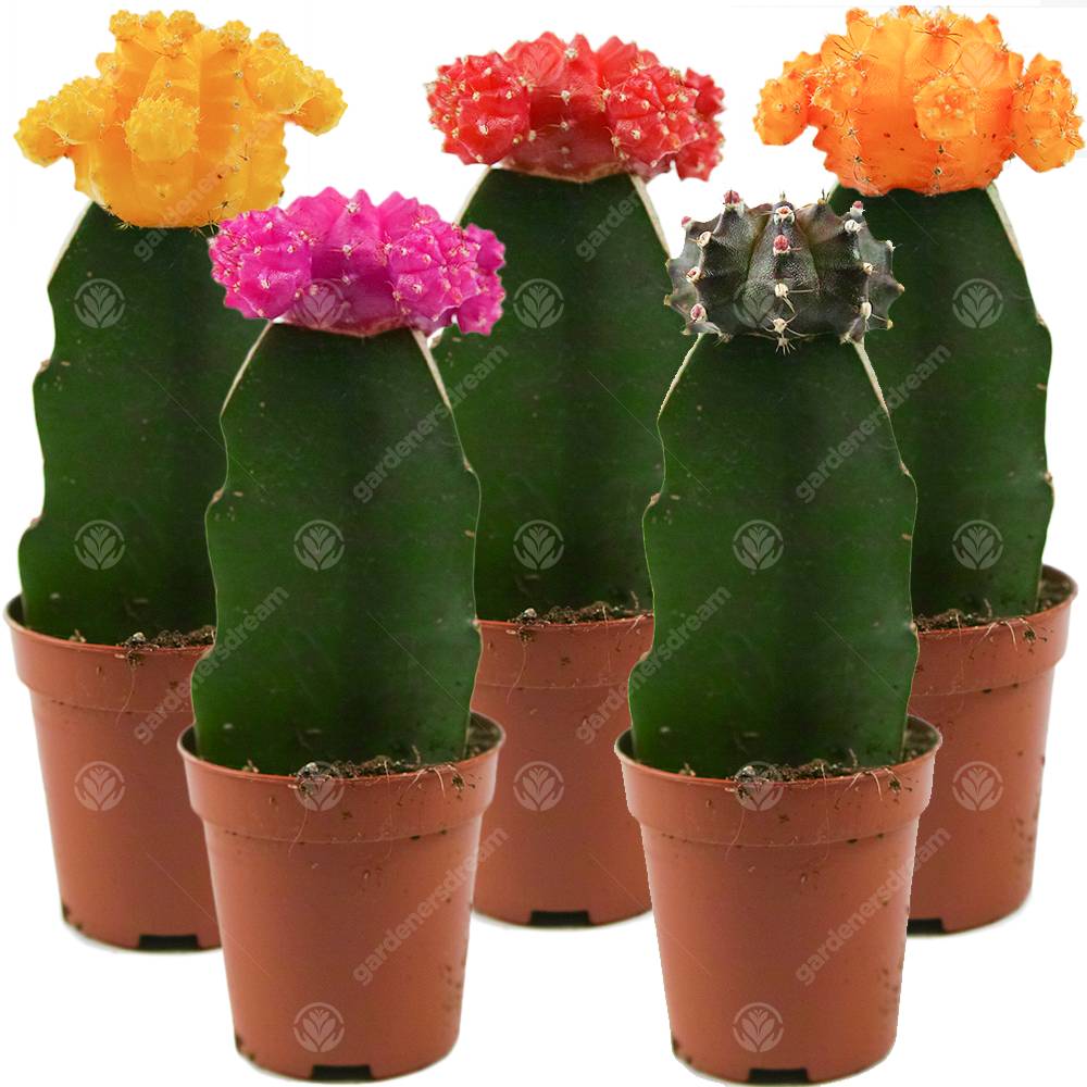Gardenersdream - Assortiment Cactus Disco Plante D'Intérieur Pour Maison / Bureau Parfaite Pour Cadeau D'Invité De Mariage (Lot De 5) - GardenersDream - Imagen 1