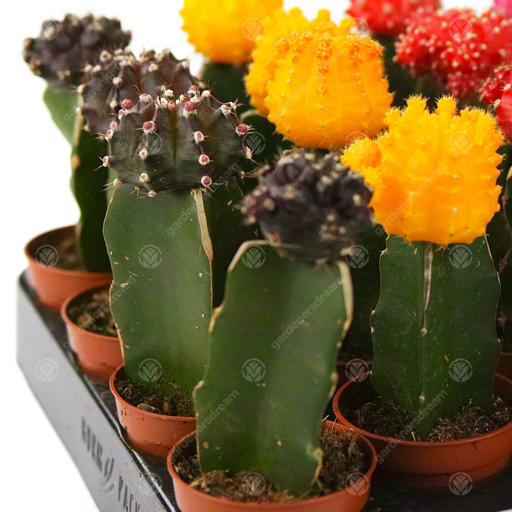 Gardenersdream - Assortiment Cactus Disco Plante D'Intérieur Pour Maison / Bureau Parfaite Pour Cadeau D'Invité De Mariage (Lot De 5) - GardenersDream - Imagen 4