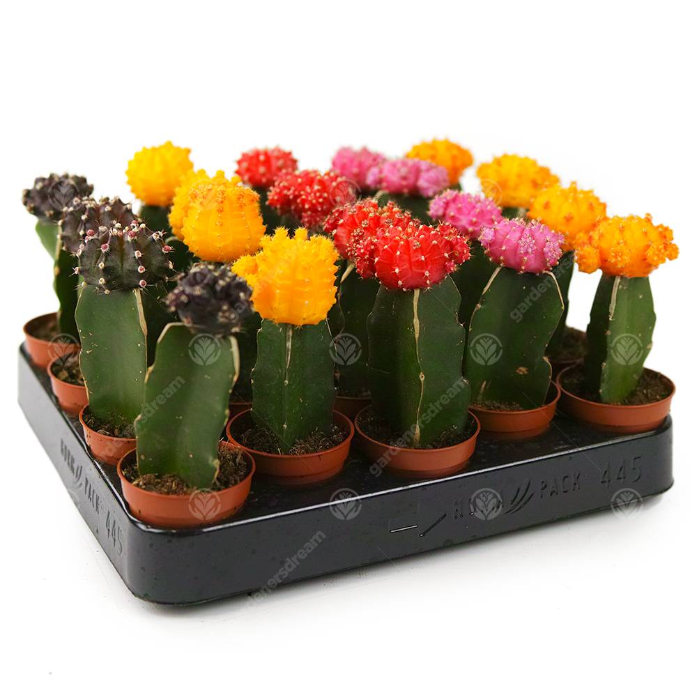 Gardenersdream - Assortiment Cactus Disco Plante D'Intérieur Pour Maison / Bureau Parfaite Pour Cadeau D'Invité De Mariage (Lot De 5) - GardenersDream - Imagen 2