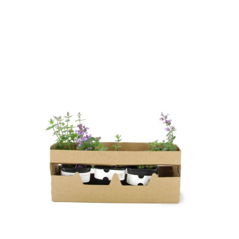 3 Menthes des chats 'cat's pajamas' (Nepeta 'cat's pajamas') - Lot de 3 vivaces - Pépinières Naudet - Imagen 4