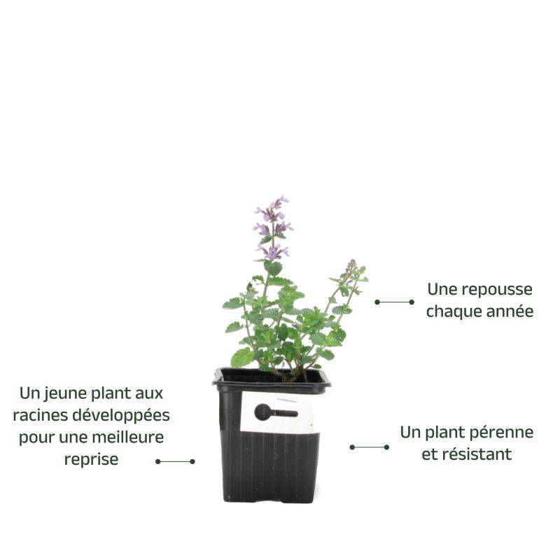 3 Menthes des chats 'cat's pajamas' (Nepeta 'cat's pajamas') - Lot de 3 vivaces - Pépinières Naudet - Imagen 3