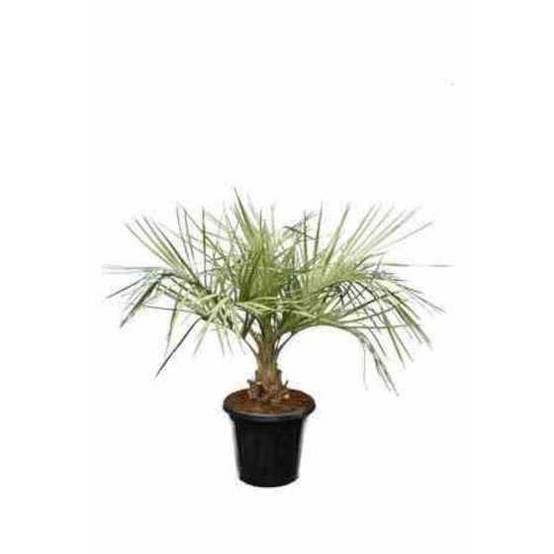 0 - Butia capitata (Palmier à vin ou gelée) Pot de 110L circ 30/40 total 150/175cm - Image 1