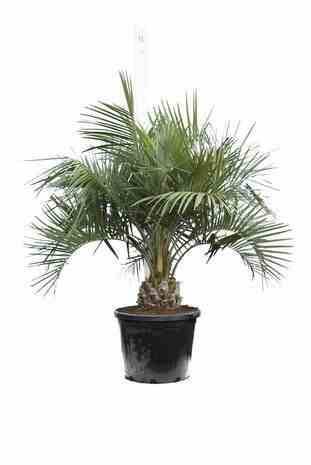 0 - Butia capitata (Palmier à vin ou gelée) Pot de 110L circ 30/40 total 150/175cm - Image 3