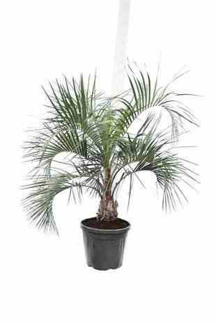 0 - Butia capitata (Palmier à vin ou gelée) Pot de 110L circ 30/40 total 150/175cm - Image 2