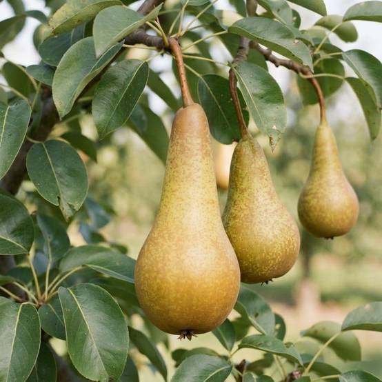 Poirier 'Abbé Fetel' (Pyrus communis 'Abbé Fetel') - Scion de 100 à 150cm - Pépinières Naudet