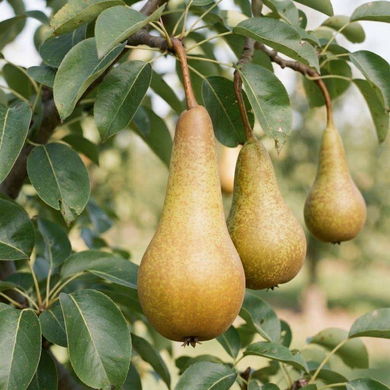 Poirier 'Abbé Fetel' (Pyrus communis 'Abbé Fetel') - Scion de 100 à 150cm - Pépinières Naudet