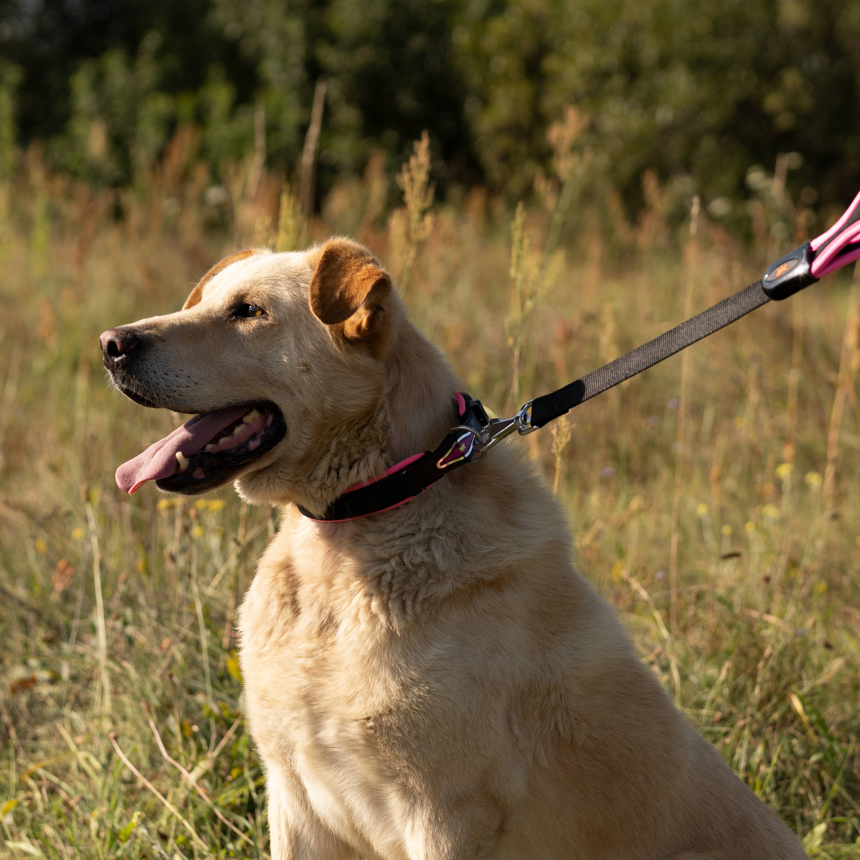 Ferplast - Ferplast Laisse courte ERGOFLUO, laisse pour chien de grande taille, poignée ergonomique rembourrée, in nylon. Longueur 55 cm x 2,5 cm, rose - Image 3
