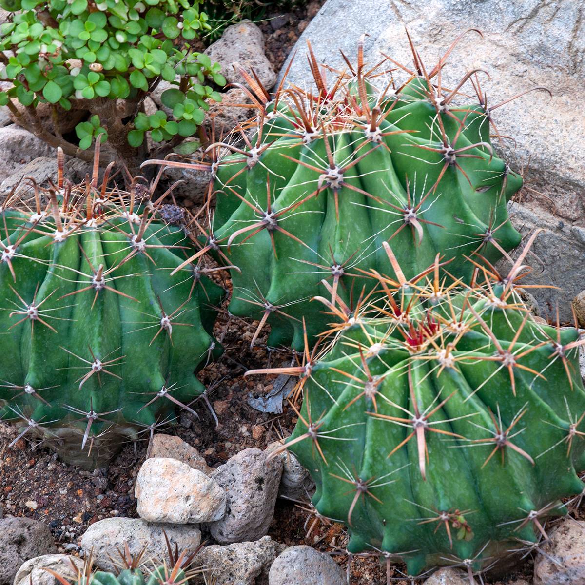 Promesse de Fleurs - Ferocactus latispinus - Cactus tonneau Mini-plante