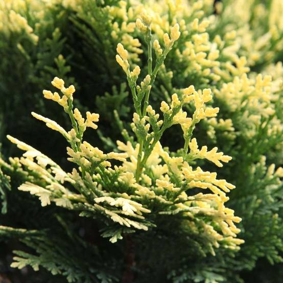 Cyprès de Lawson - Chamaecyparis lawsoniana Pygmaea Argentea Pot de 2L/3L - Image 1