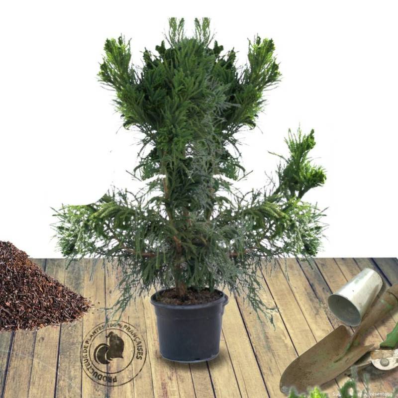 Cèdre du Japon Cristata, Cryptomeria - Pot de 12L - 80/100 cm - Image 7