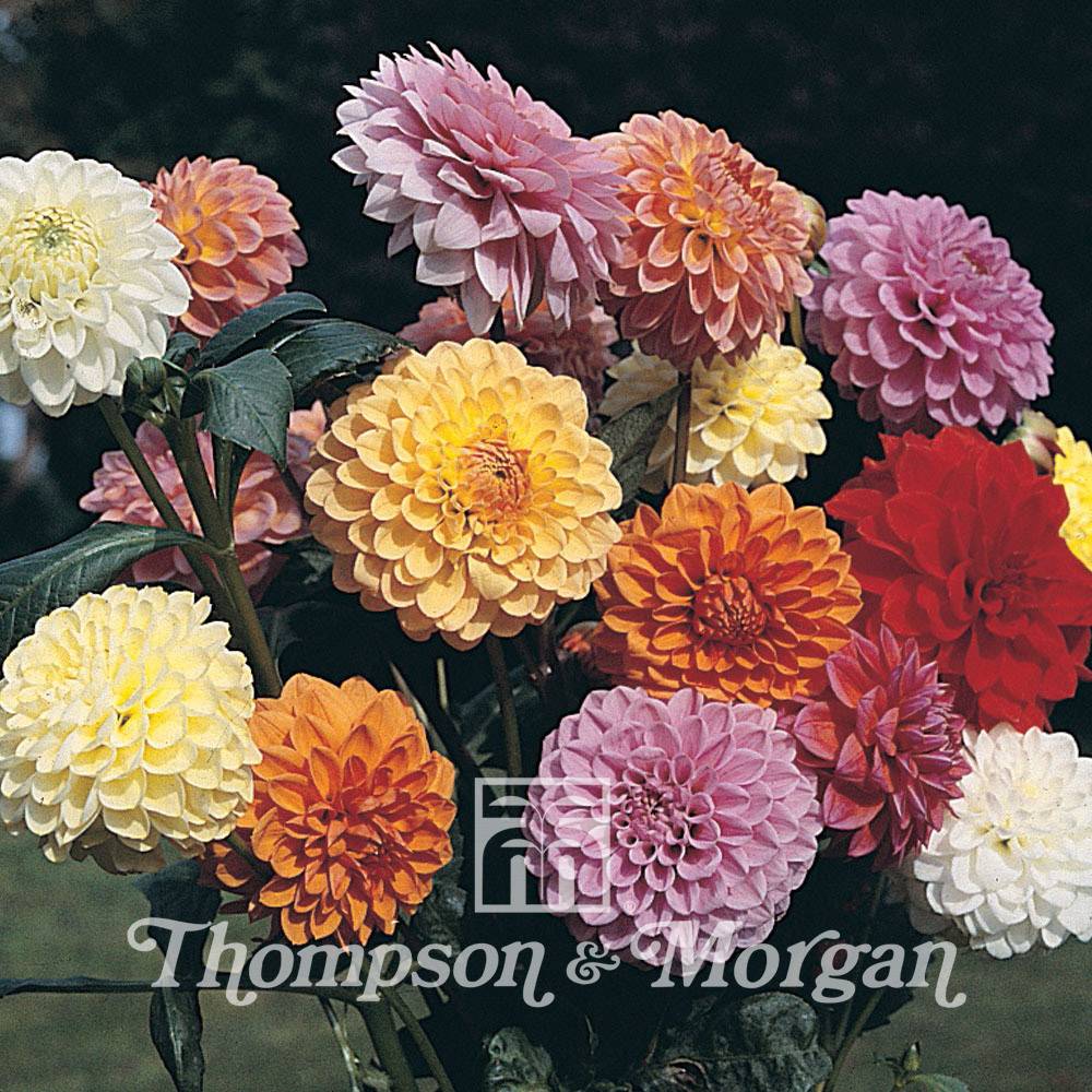 Graines de Dahlia Showpiece Mixed Hybrids le sachet de 50 graines environ (0,4g)
