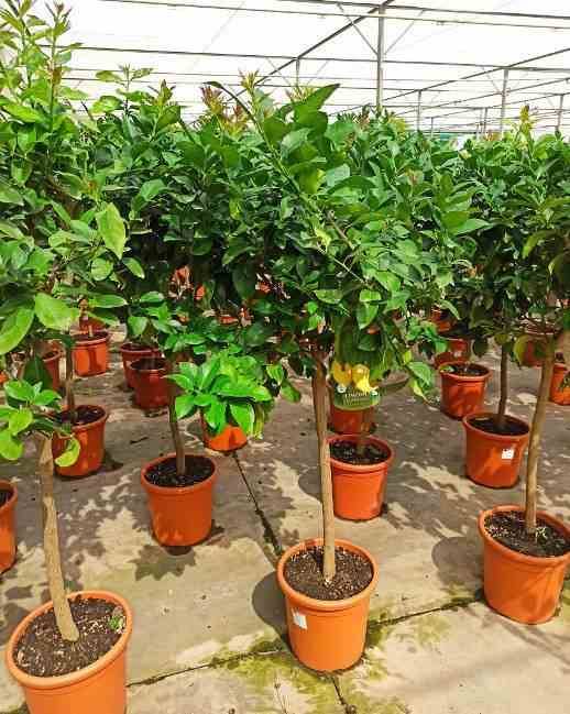 Sans Marque - Citrus limon (citronnier) Couleur floraison:Blanc - Taille:Pot de 4 litres - 30/50 cm - Imagen 3