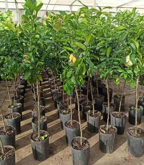 Sans Marque - Citrus limon (citronnier) Couleur floraison:Blanc - Taille:Pot de 4 litres - 30/50 cm - Imagen 5
