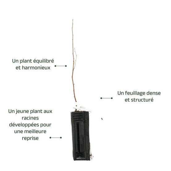 Cerisier "Sainte-Lucie" (Prunus Mahaleb) - Godet - Taille 20/40cm - Pépinières Naudet - Image 3