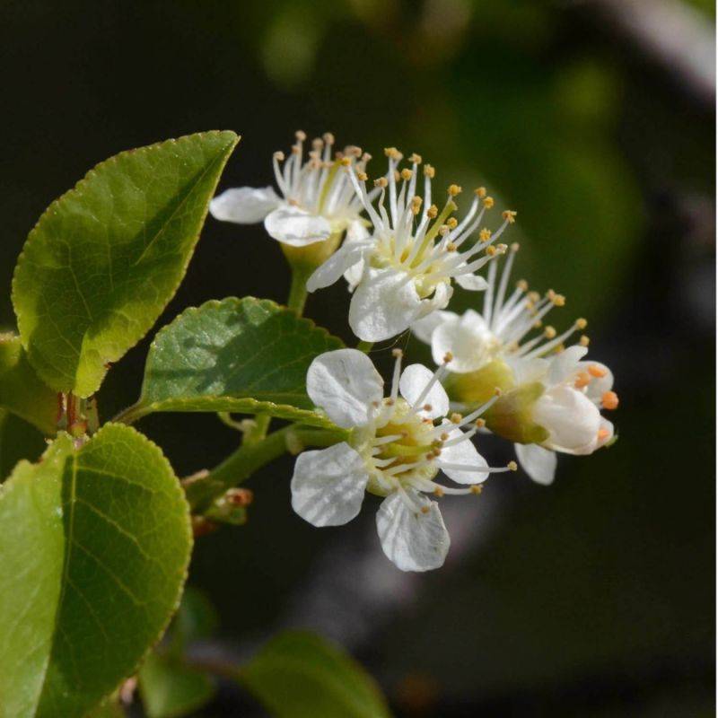 Cerisier "Sainte-Lucie" (Prunus Mahaleb) - Godet - Taille 20/40cm - Pépinières Naudet