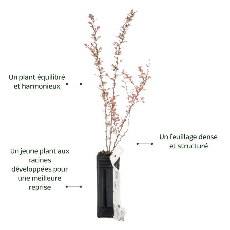 Épine-vinette de Thunberg (Berberis thunbergii) - Godet - Taille 20/40cm - Pépinières Naudet - Image 3