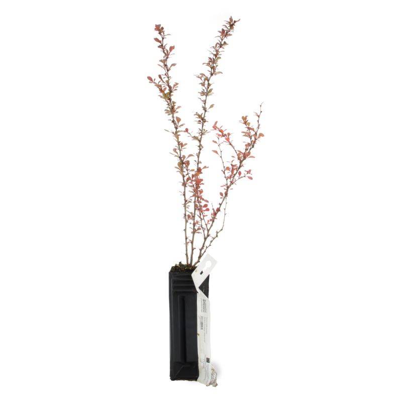 Épine-vinette de Thunberg (Berberis thunbergii) - Godet - Taille 20/40cm - Pépinières Naudet - Image 2