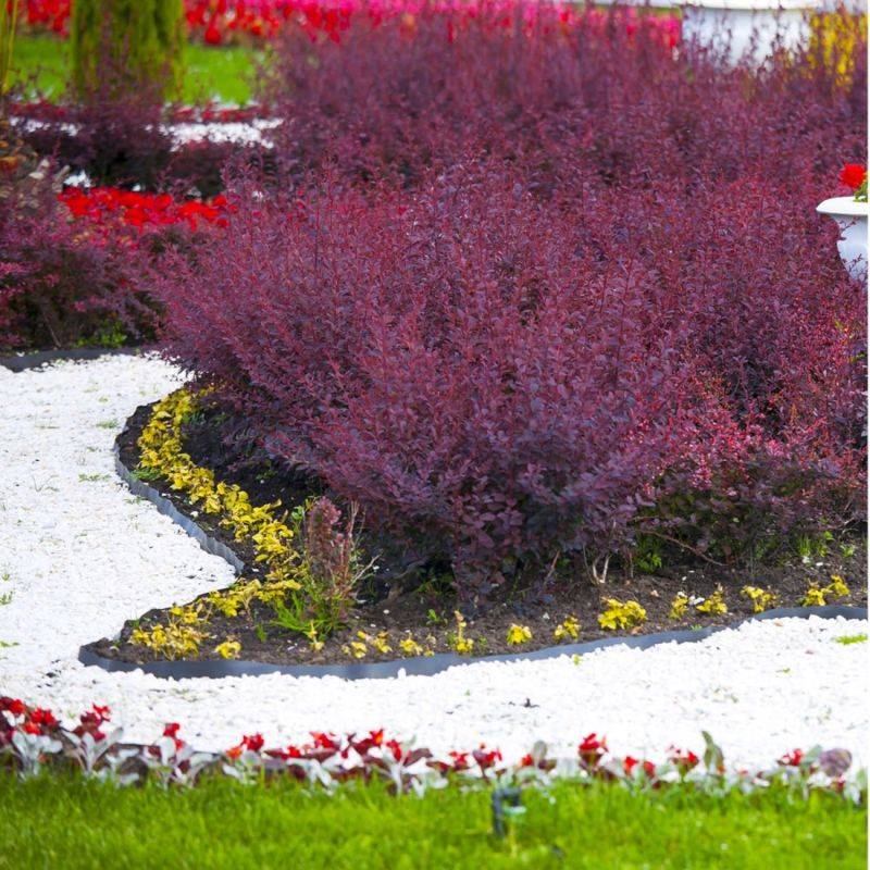 Épine-vinette de Thunberg (Berberis thunbergii) - Godet - Taille 20/40cm - Pépinières Naudet - Image 1