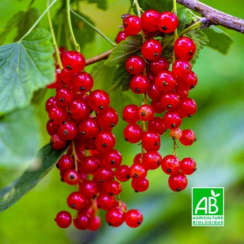 Groseillier 'Wilder' BIO (Ribes rubrum 'Wilder') - Godet 9cm - Pépinières Naudet - Image 1
