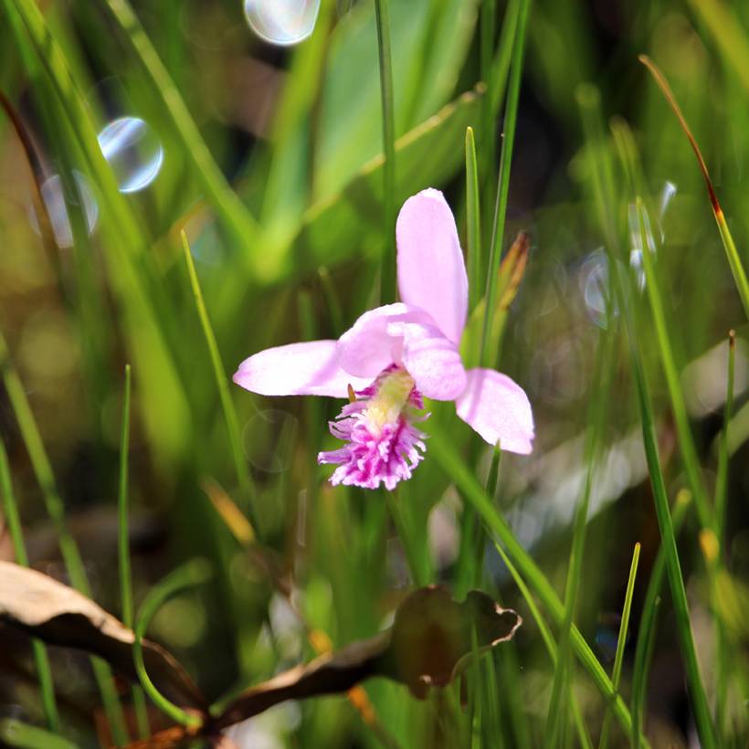 Pogonia ophioglossoides - Pogonie langue-de-serpent Godet de 8/9 cm