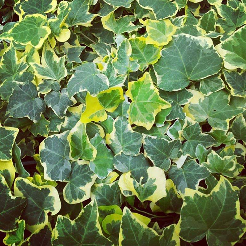 Lierre commun - Hedera helix Goldchild Godet de 8/9 cm