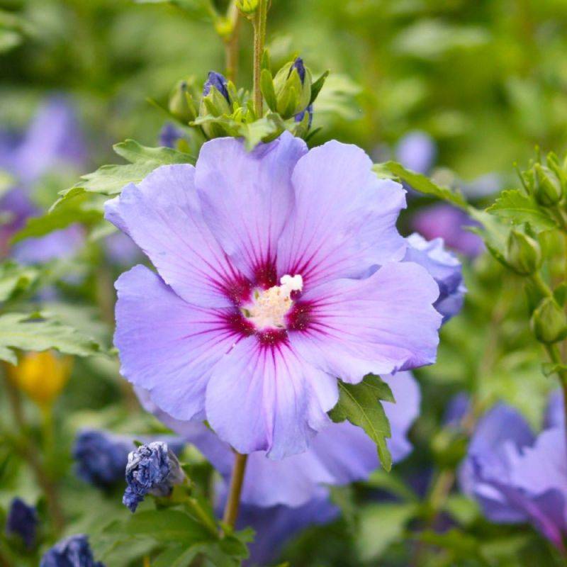 Hibiscus syriacus (Hibiscus syriacus) - Godet - Taille 20/40cm - Pépinières Naudet - Image 1