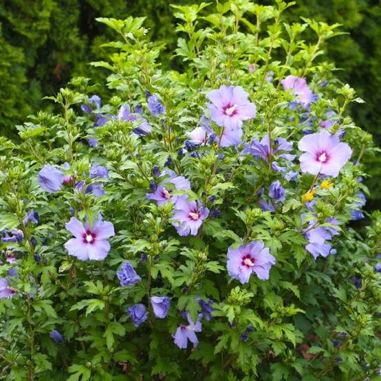 Hibiscus syriacus (Hibiscus syriacus) - Godet - Taille 20/40cm - Pépinières Naudet - Image 2