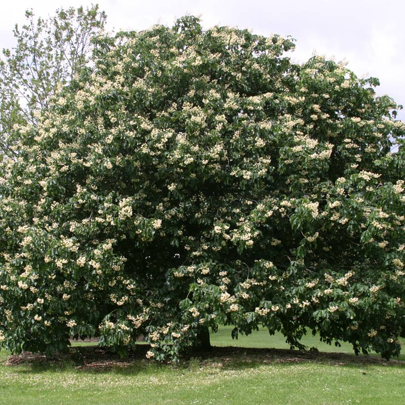Promesse de Fleurs - Aesculus + dallimorei - Marronnier chimère de Dallimore Pot de 4L/5L