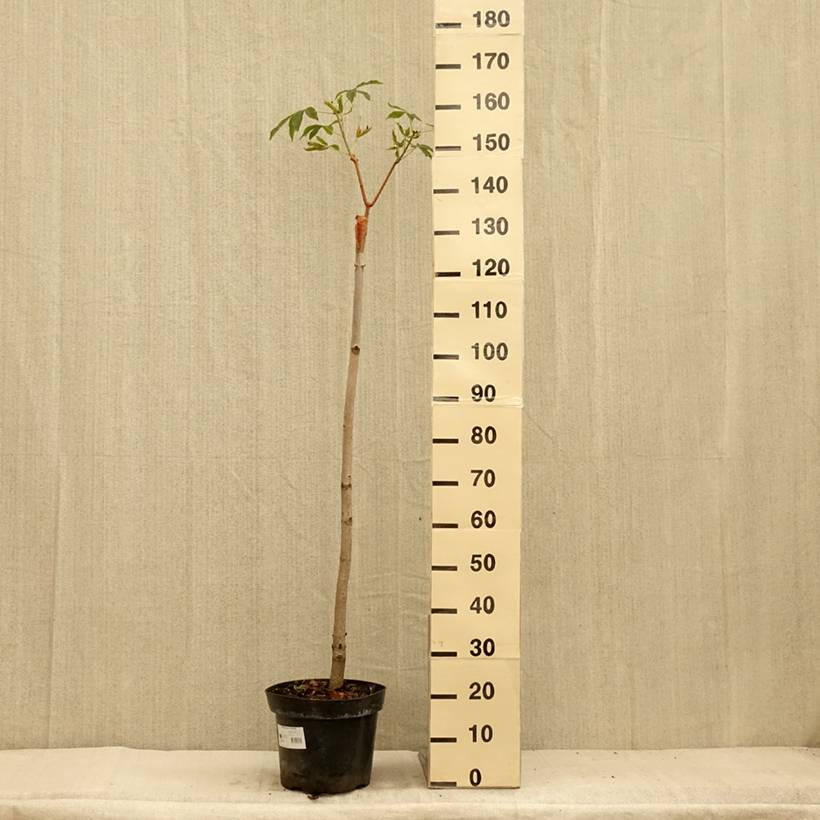 Promesse de Fleurs - Aesculus pavia Humilis - Marronnier d'ornement Pot de 7,5L/10L - Image 2