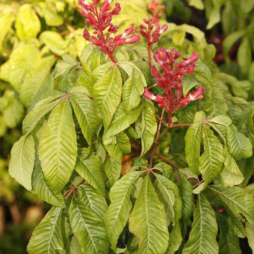 Promesse de Fleurs - Aesculus pavia Humilis - Marronnier d'ornement Pot de 7,5L/10L