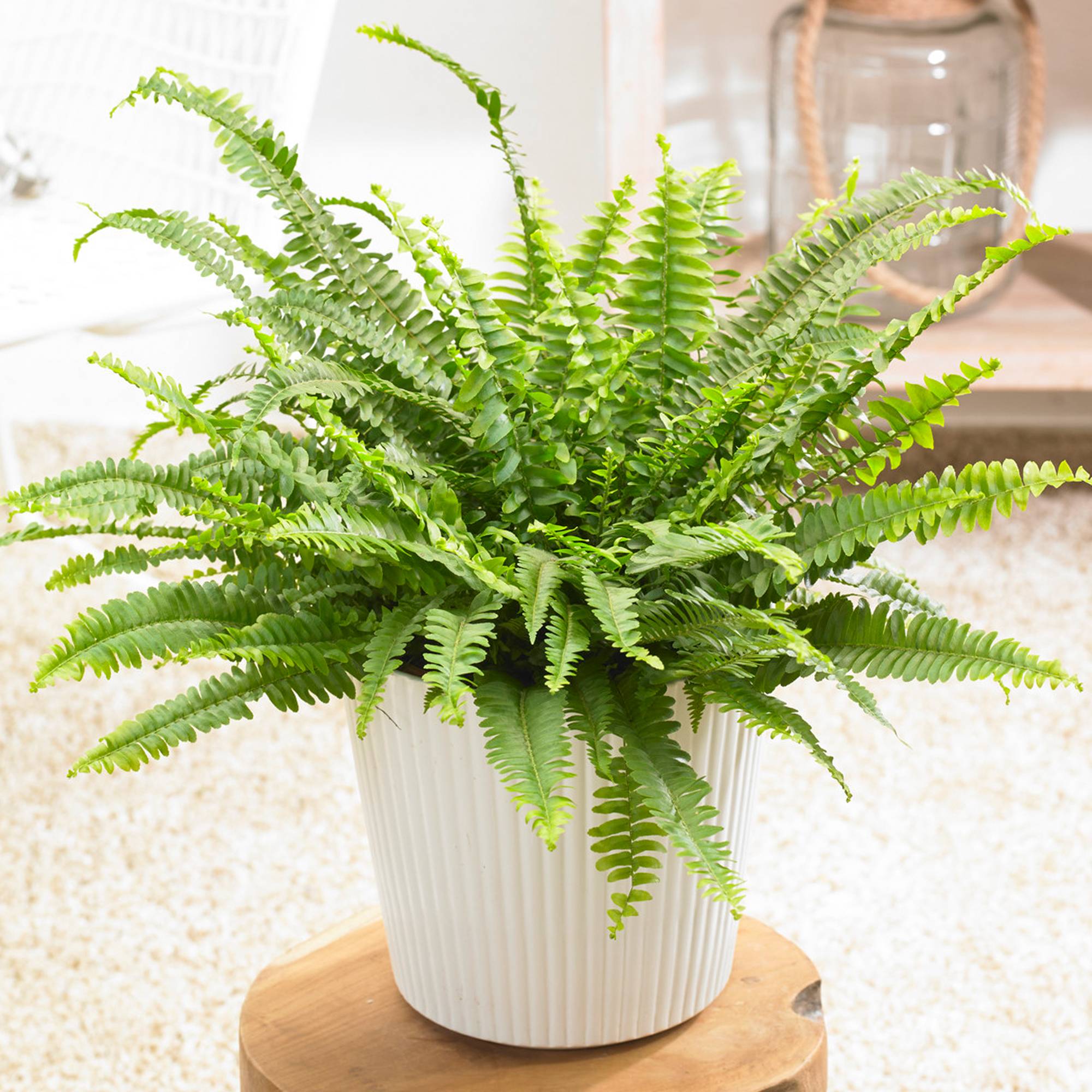 Gardenersdream - 1 X Nephrolepis Fougère De Boston | Superbe Plante D'Intérieur Touffue | De 25 À 35 Cm Avec Pot - GardenersDream - Imagen 1