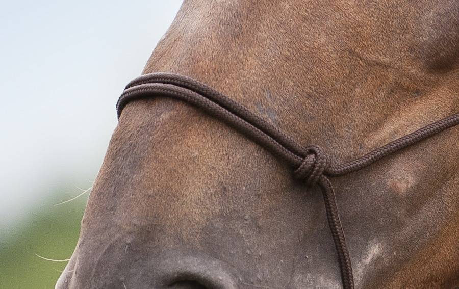 Norton - Licol Ethologique doux - Norton - Taille Cheval - Brun - Imagen 1