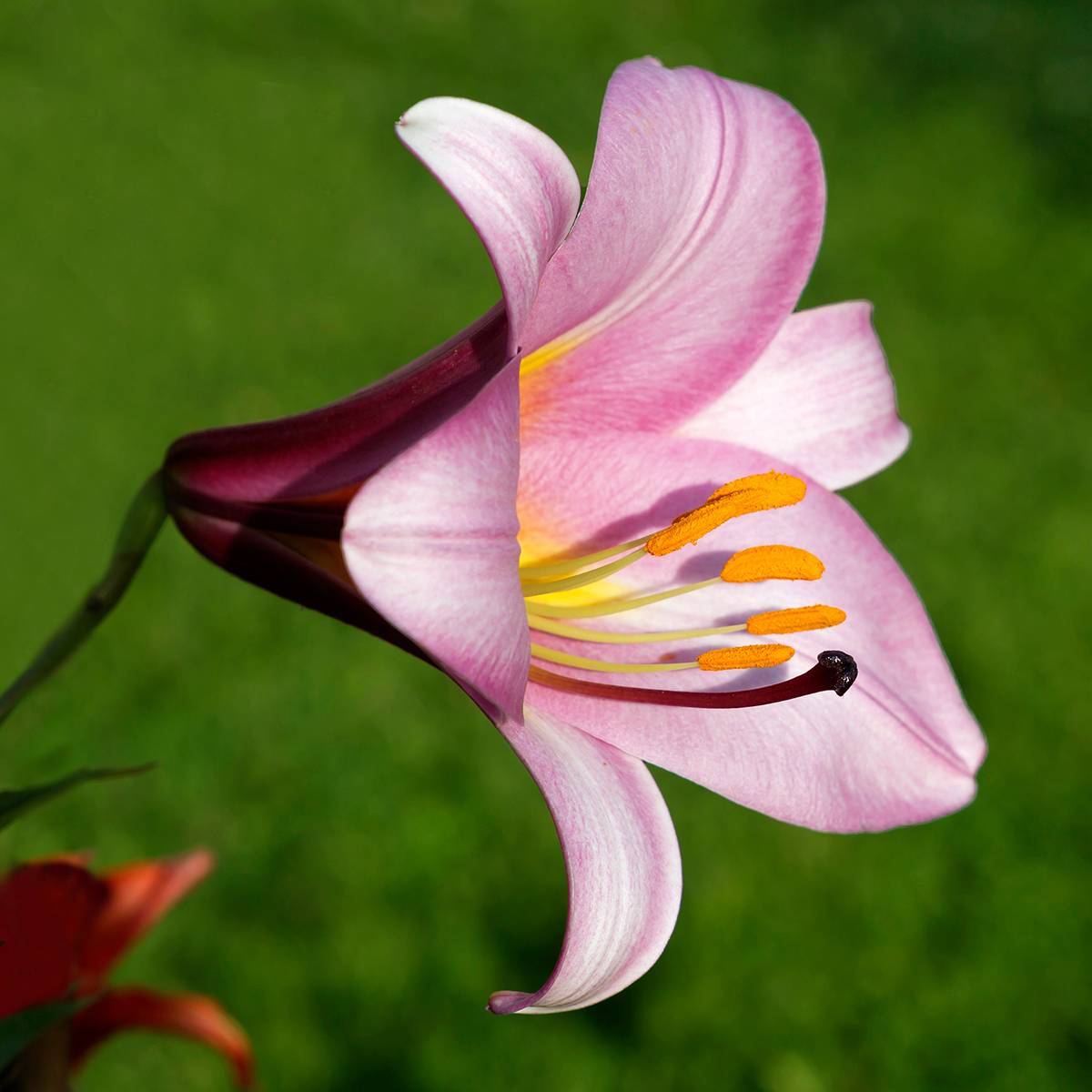 Promesse de Fleurs - Lis trompette - Lilium Pink Perfection Bulbe calibre 16/18 (par 3)