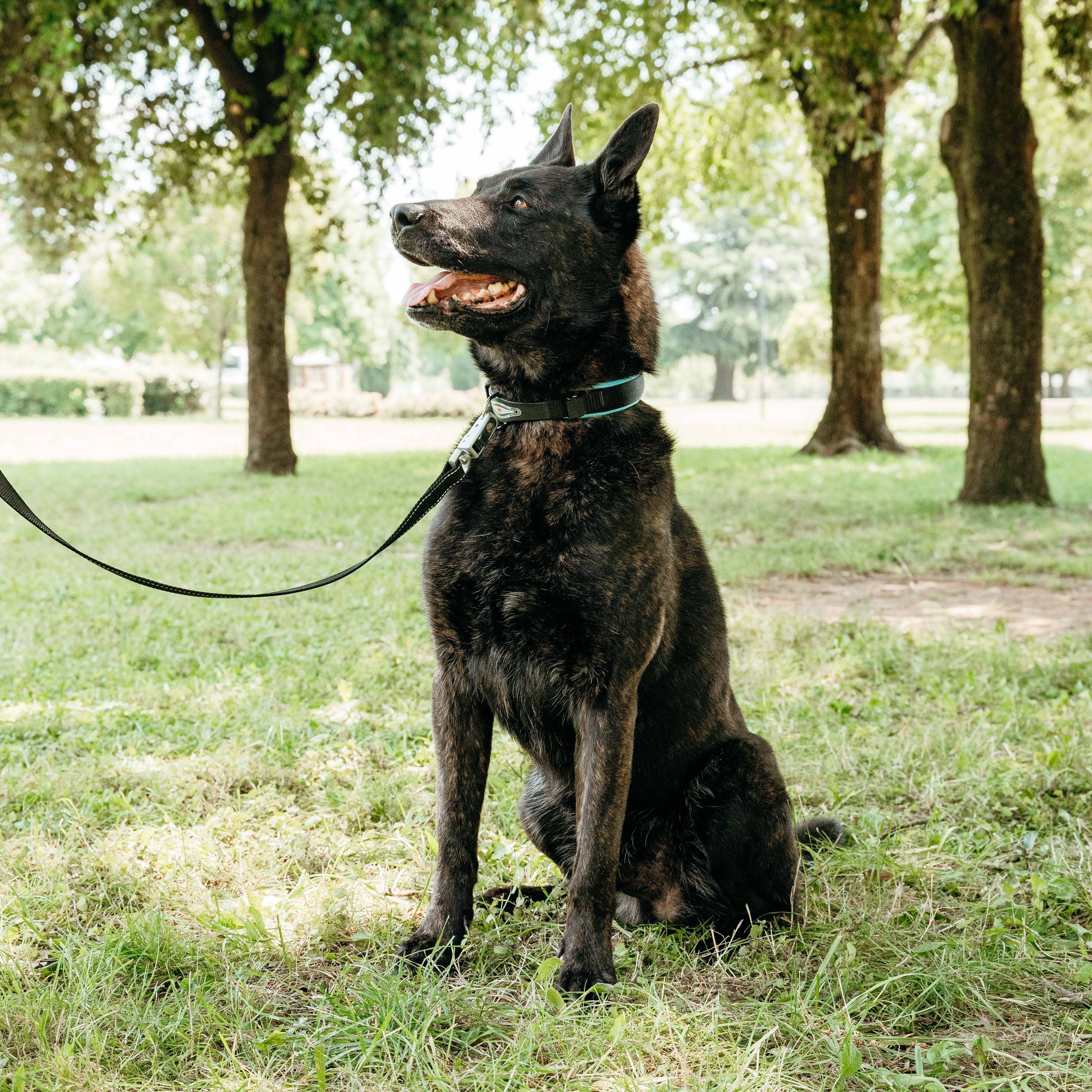 Ferplast - Ferplast Laisse pour chien ERGOFLUO MATIC, Laisse pour Chien taille Moyenne, Mousqueton Innovant avec Mécanisme Magnétique, Poignée rembourrée, Nylon. - Imagen 3